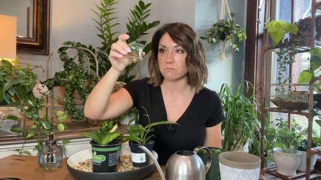 Hoya Propagation Update! | Hoya Moms & Babies💚 | HOYA Tips! смотреть онлайн