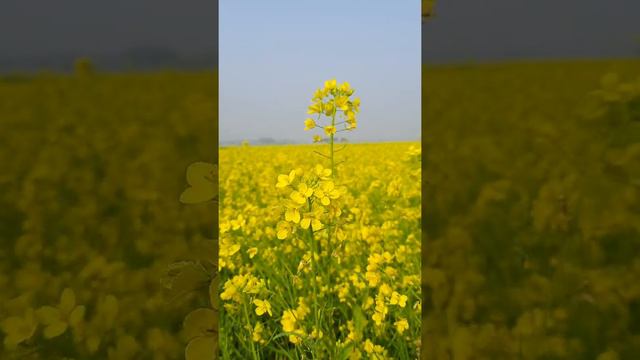 relax with beautiful nature&abundance on universe|релакс с прекрасной природой и изобилием вселенно смотреть онлайн