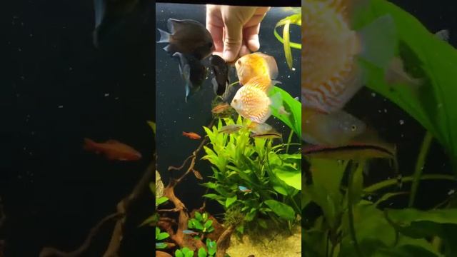 Дискусы. Кормление Дискусов.!!! Дискусы в общем аквариуме... смотреть онлайн