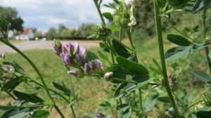 Как Выращивать  Люцерну Дома