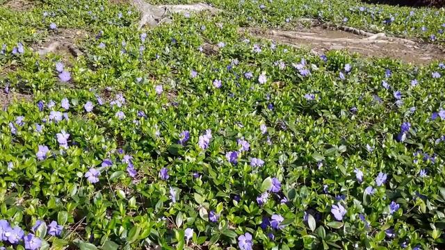 Periwinkle / Vinca minor смотреть онлайн