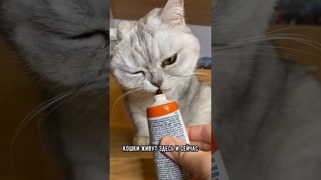 Умеют ли кошки мечтать и думать о будущем #коты #кот #кошка смотреть онлайн