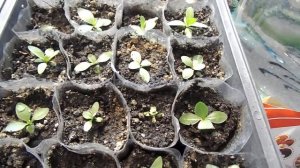 РАССАДА ЭУСТОМЫ ЗАМЕРЛА.КАК ЗАСТАВИТЬ ЕЁ РАСТИ БЫСТРЕЕ.ЧЕМ НАДО СТИМУЛИРОВАТЬ ЧТОБЫ УСКОРИТЬ РОСТ.