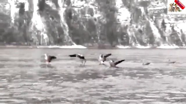 Группа фламинго сбилась с курса, теперь птиц может настичь участь гибели смотреть онлайн