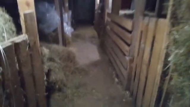 ПОКУПКА ПОРОСЯТ, ЧЕСОТКА У ПОРОСЯТ КАК ЛЕЧИТЬ, ПРИВИВКА ПОРОСЯТ ОТ ЧЕСОТКИ смотреть онлайн