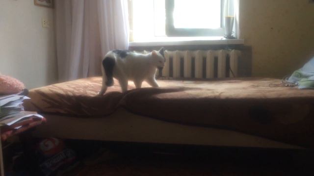 Кошка приносит мышку/cat brings a mouse смотреть онлайн