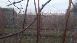 как подвязать летнюю малину ,3 февраля  2021 г.