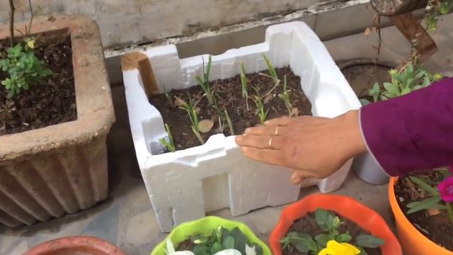 How to manage Winter Garden, Kachi Phulwari, Indian Winter Flowers Garden Tour with Aruna смотреть онлайн