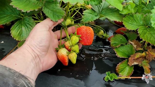 КЛУБНИКА САМОУБИЙЦА!!! Количество СОЦВЕТИЙ Просто УДИВЛЯЕТ! смотреть онлайн