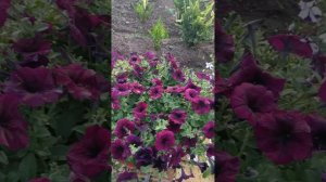Моя петуния Изи Вейв Бургунди Велюр. Восточный Крым. Сезон 2022г.