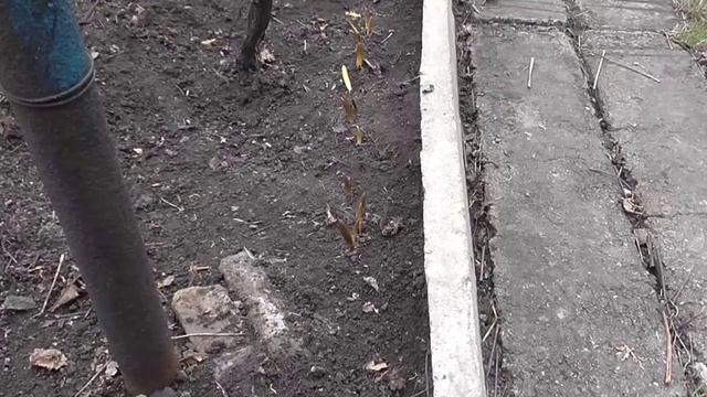 Рябчики. Царская корона. Наша дача смотреть онлайн