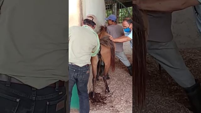 Pregnant horse ultrasound смотреть онлайн
