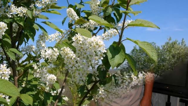 Беленькая блузочка комп и исп В Бекк, сл С Ефимовой смотреть онлайн