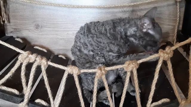 Редкие кудрявые кошки уральский рекс! смотреть онлайн
