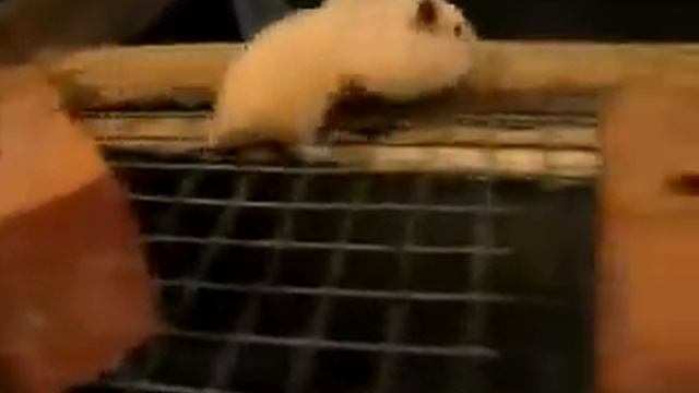 Хомяк Затарился Едой смотреть онлайн