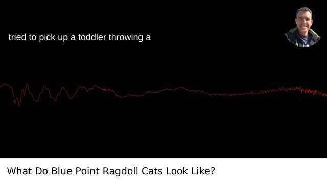 What Do Blue Point Ragdoll Cats Look Like? смотреть онлайн