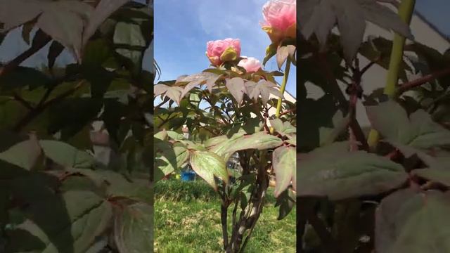 Древовидный пион. Цветоводство. Цветы. Цветущие кустарники. Сад. Контейнерное садоводство. Пионы. смотреть онлайн