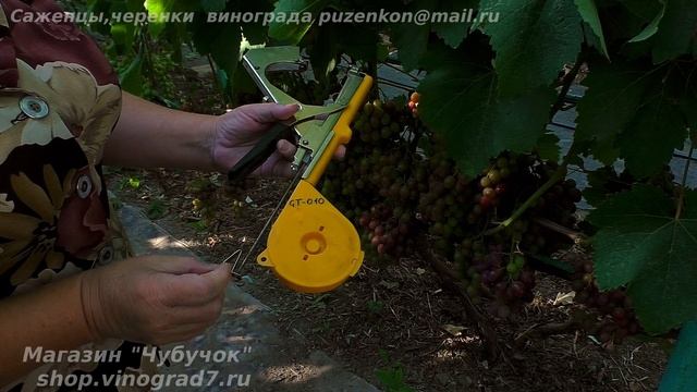 Подвязчик (тапинер) для винограда - сравнение трех видов подвязчиков (Пузенко Н)аталья Лариасовна) смотреть онлайн