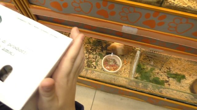 #ПОКУПАЮ ХОМЯКА. ? мой новый питомец #хомячок. ?выбираю питомца в зоомагазине. Часть #1 смотреть онлайн