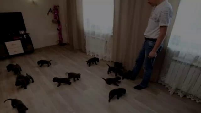 Когда эта собака родила, хозяин не мог поверить своим глазам!