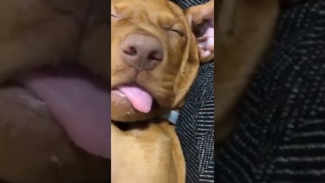Милое видео, спящая собака #shorts смотреть онлайн