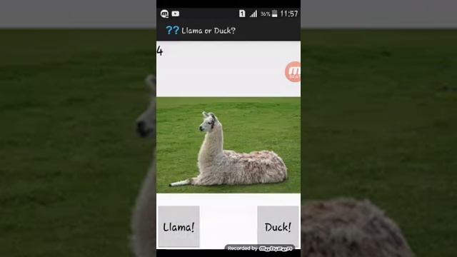 Llama or Duck?/Лама или утка? смотреть онлайн