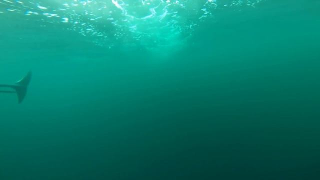 [10 Hours] Orca Killer Whales Chasing - Video & Whalesong [1080HD] SlowTV смотреть онлайн