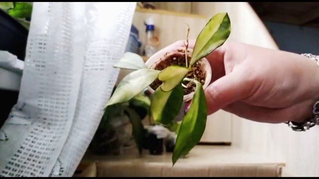 #Хойи в посылке. и не только.