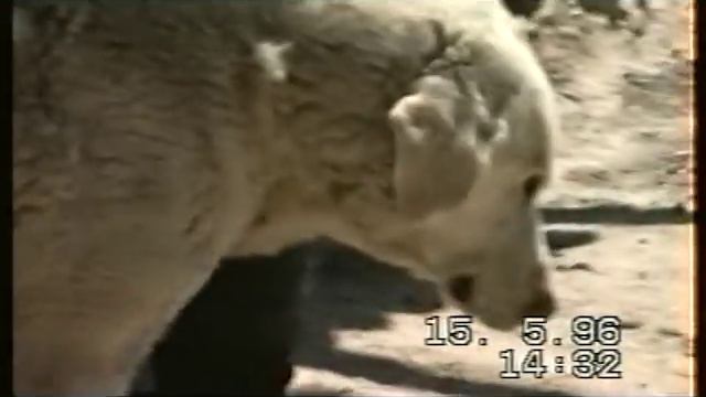 Tobet Betpak dala смотреть онлайн