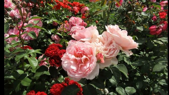 Мой Розовый Сад 2019г.Розы Гийо в моём саду. смотреть онлайн