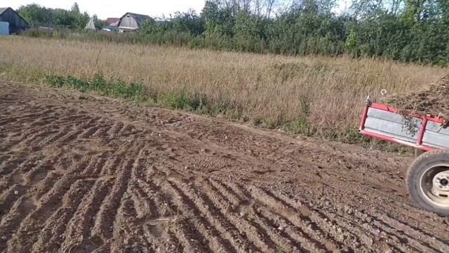 Сеем сидераты после картофеля. смотреть онлайн