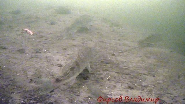 Глухозимье.