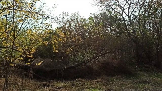 2 ноября 2023г.Мой дом.Участок по-тихоньку преображается) смотреть онлайн