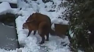 Спаривание лисиц под дикие трэп биты!