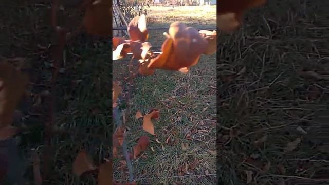 Серый(белый) орех/Gray (white) walnut смотреть онлайн