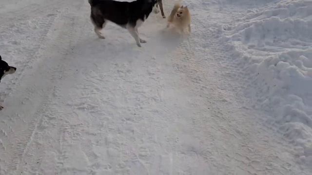 зимняя прогулка/шпиц/хаски/дворняжка смотреть онлайн