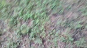 Желтобрюх атакует! Змеи Украины !