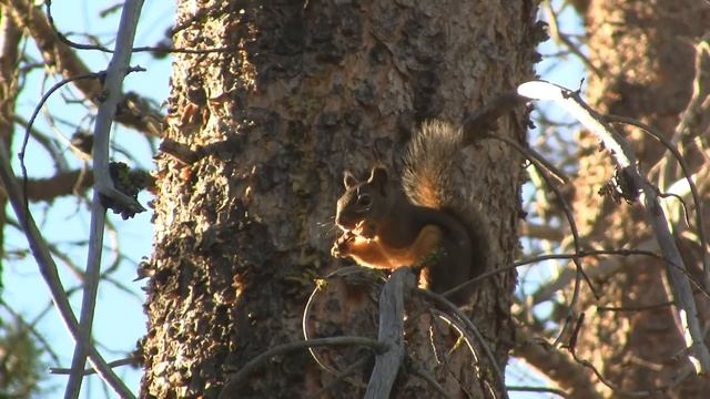 Squirrel; Oregon, USA. Белка; Орегон, США (805sp) смотреть онлайн