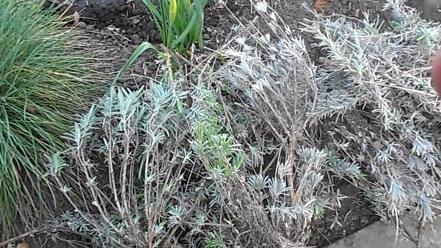 ВЕСЕННЯЯ ОБРЕЗКА ЛАВАНДЫ РАЗМНОЖЕНИЕ ЛАВАНДЫ