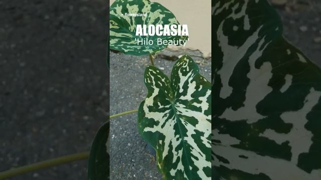 Алоказия 'Хило Бьюти' (Alocasia ‘Hilo Beauty’) смотреть онлайн