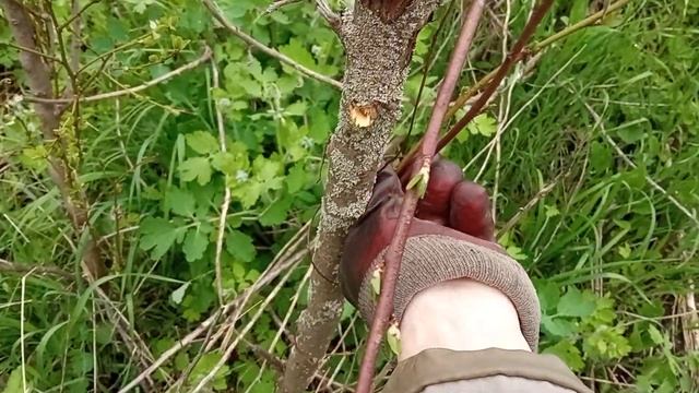 Уничтожаем поросль сливы НАВСЕГДА!! смотреть онлайн