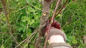 Уничтожаем поросль сливы НАВСЕГДА!!