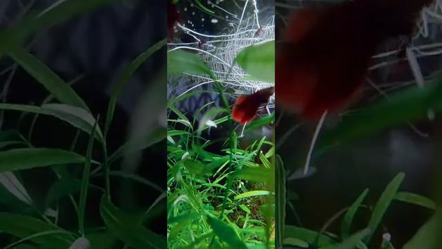 Betta Fish sorority. Betta Fish Breeding. Artificial Fish ecosystem. смотреть онлайн