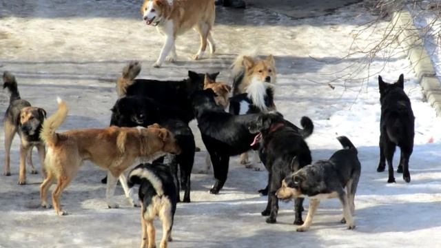 Все были в изумлении, когда увидели, кого тащил по снегу лабрадор. Оказывается это был пропавший...