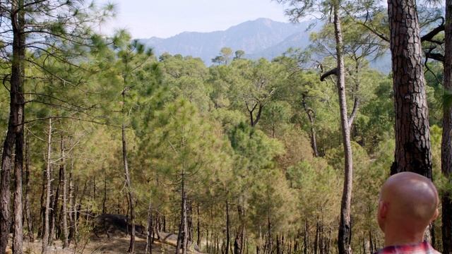 Guided Meditation in Himalayan Forest смотреть онлайн