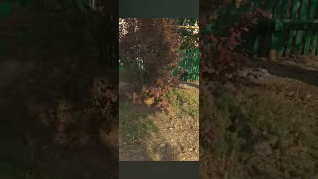 Прогулка☀️🌿 смотреть онлайн