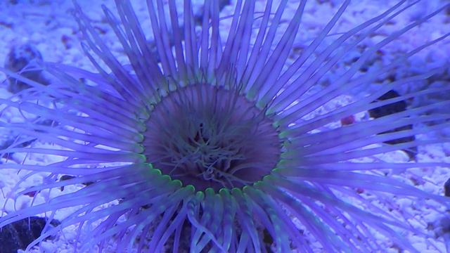 Cerianthus Filiformis - Tube Anemone