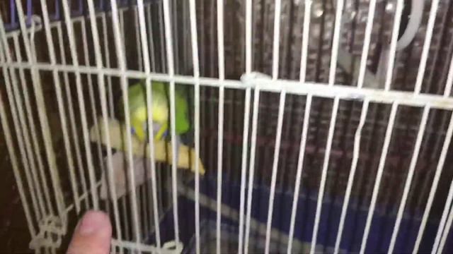 Соня Попугай - Кусает клетку 4 секунды смотреть онлайн