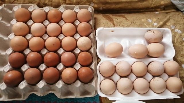 получила инкубационное яйцо доминанта 459 и 109, обработка смотреть онлайн