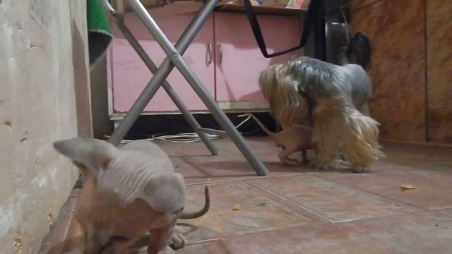 сфинкс поинтовый продажа смотреть онлайн